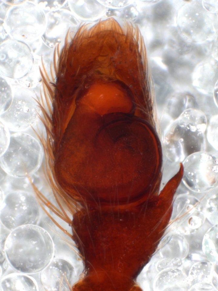 Zygoballus nervosus pedipalp