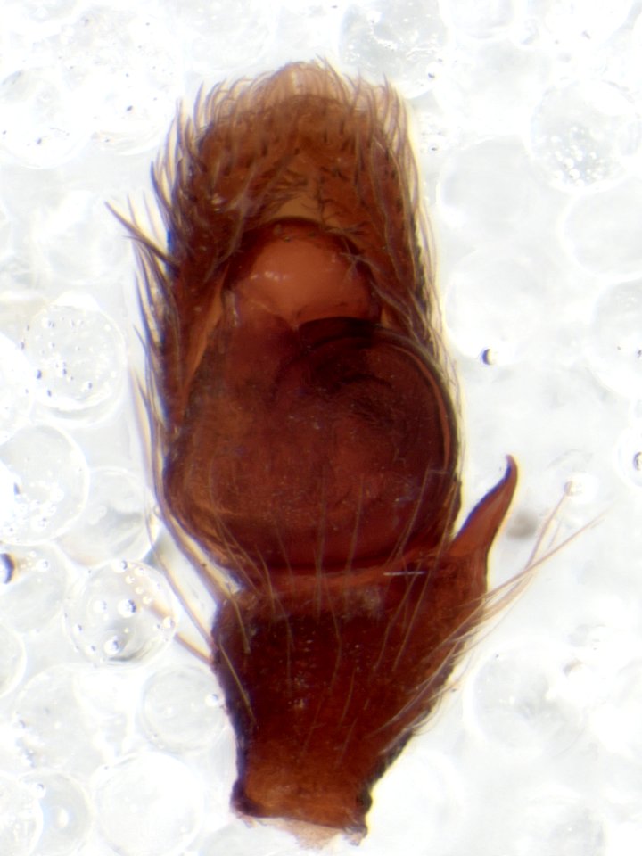 Zygoballus nervosus pedipalp 2