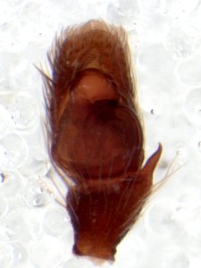 Zygoballus nervosus pedipalp 2