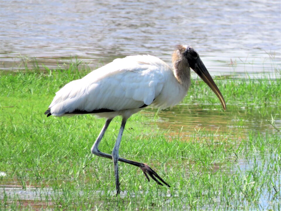 Swamp tropical bird bird