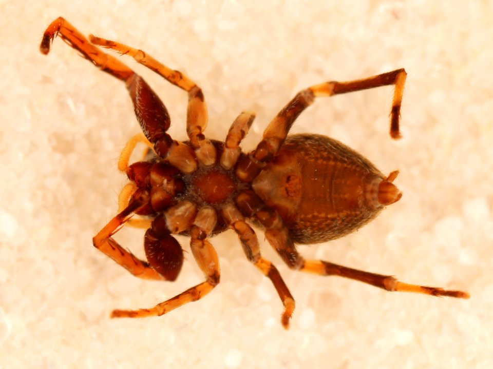 Zygoballus optatus allotype ventral