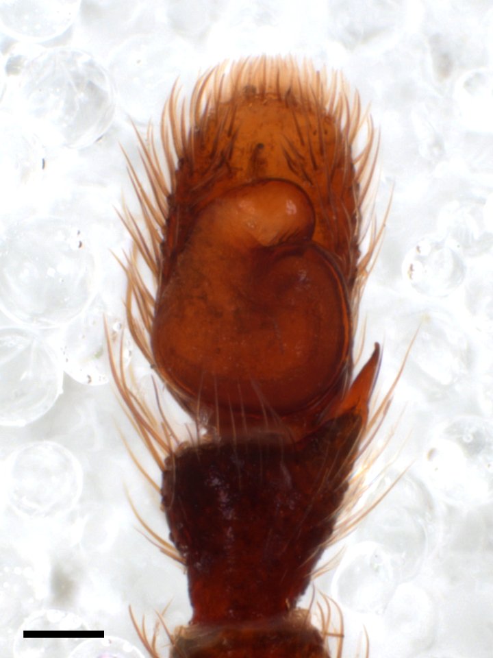 Zygoballus remotus Belize pedipalp with scale