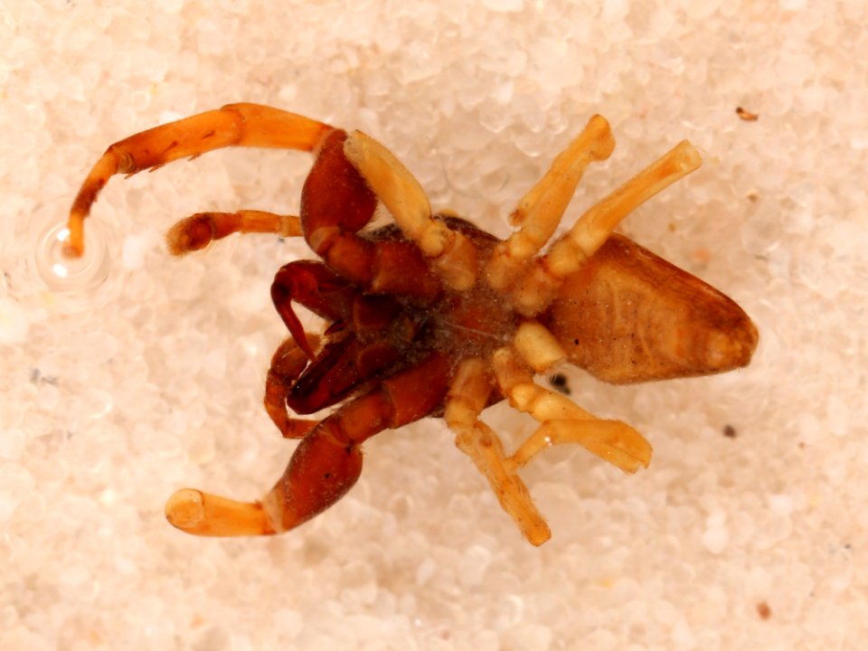 Zygoballus remotus holotype ventral