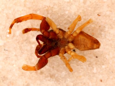 Zygoballus remotus holotype ventral