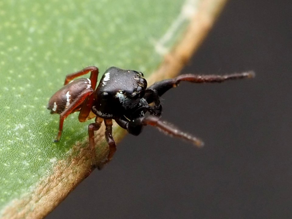 Zygoballus sexpunctatus 110464309