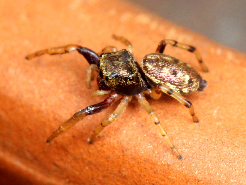 Zygoballus rufipes female 03