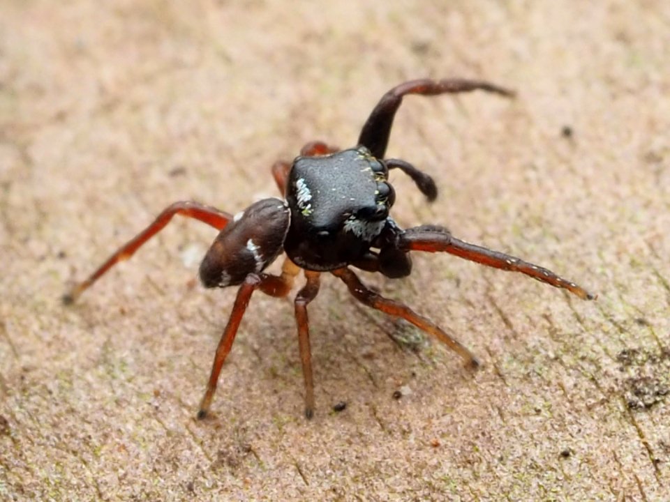 Zygoballus sexpunctatus 110461295