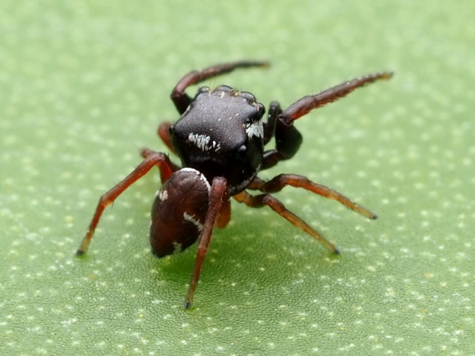 Zygoballus sexpunctatus 110461345
