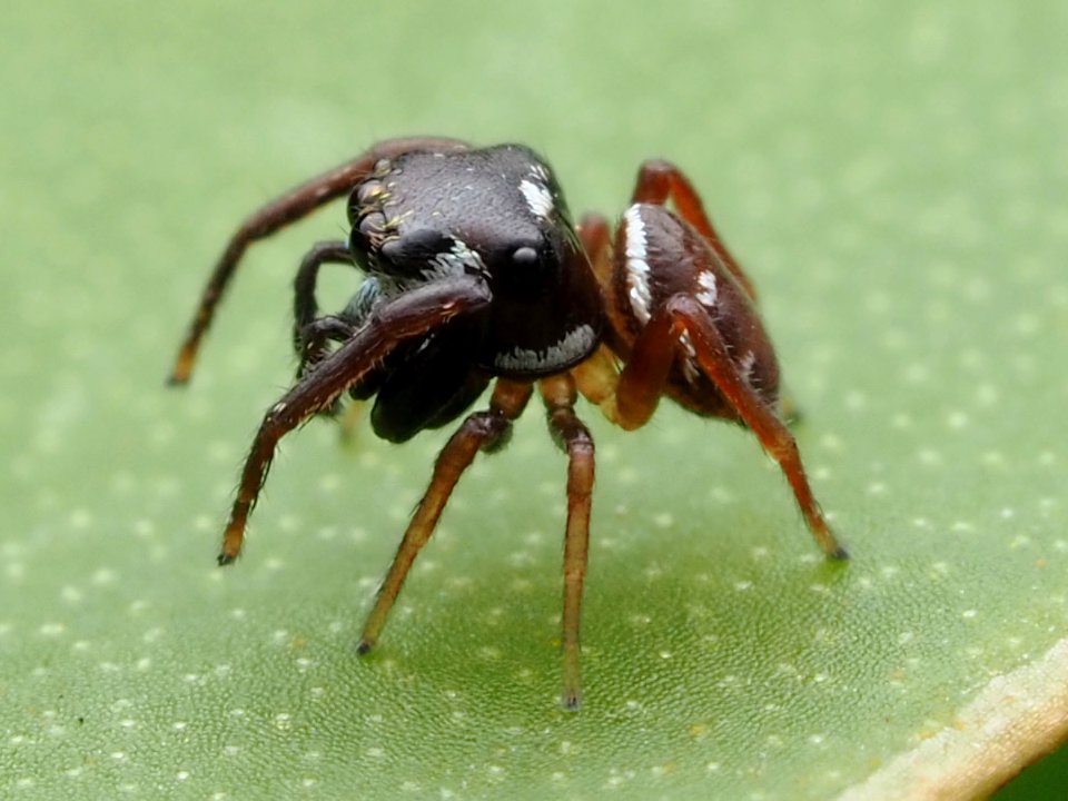Zygoballus sexpunctatus 110464008