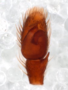 Zygoballus sexpunctatus pedipalp