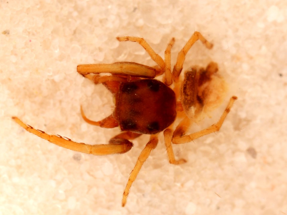 Zygoballus concolor holotype dorsal