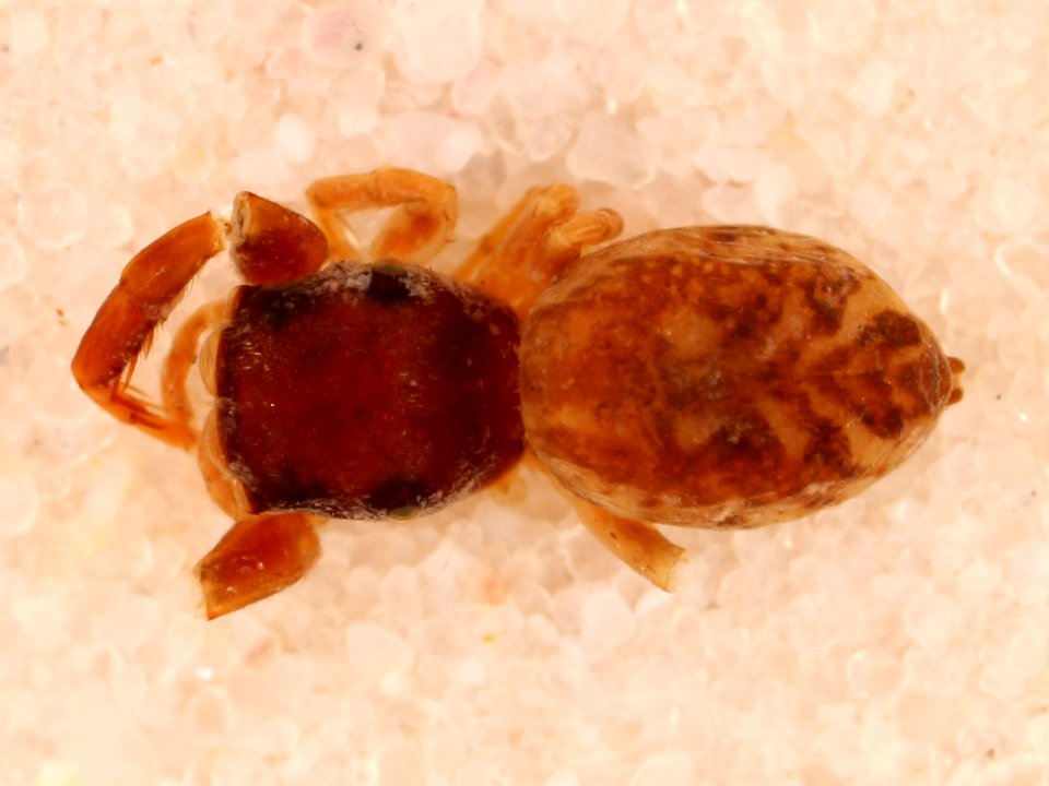 Zygoballus minutus allotype dorsal