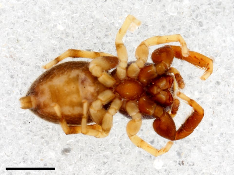 Zygoballus maculatus holotype ventral