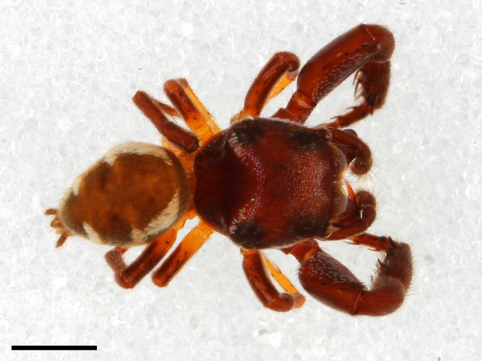 Zygoballus minutus dorsal with scale