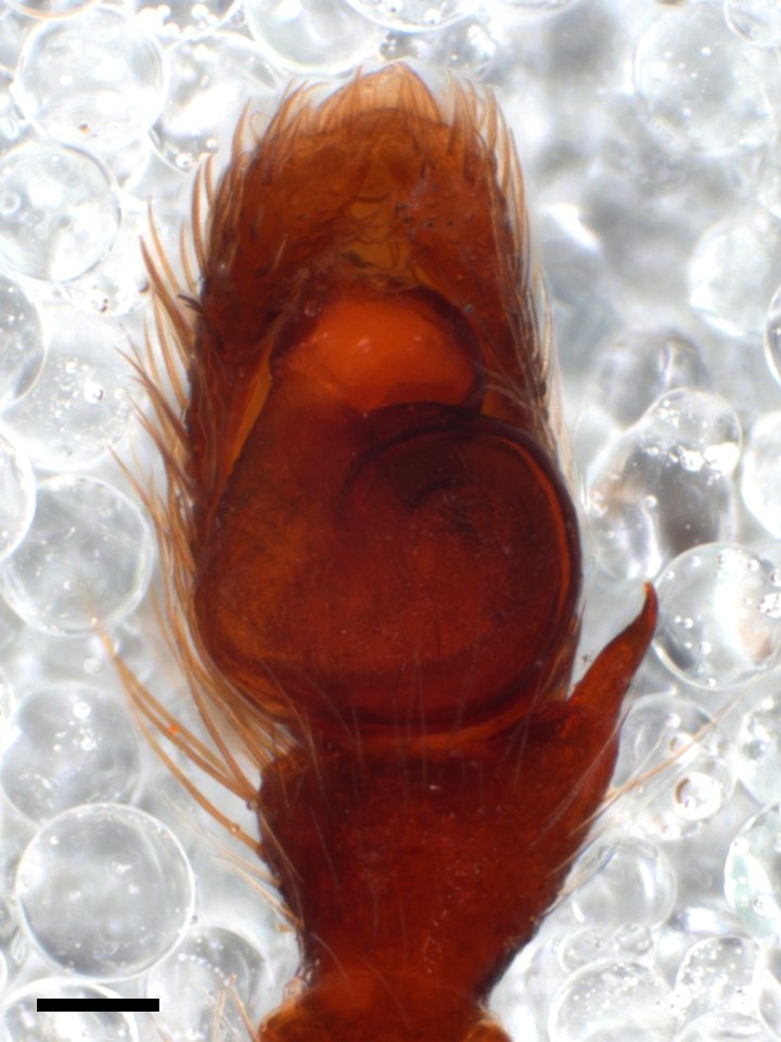 Zygoballus nervosus pedipalp with scale