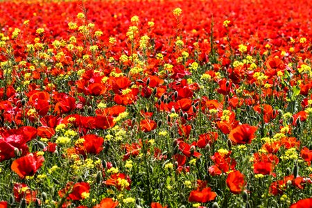 Amapolas rojas poppy flower