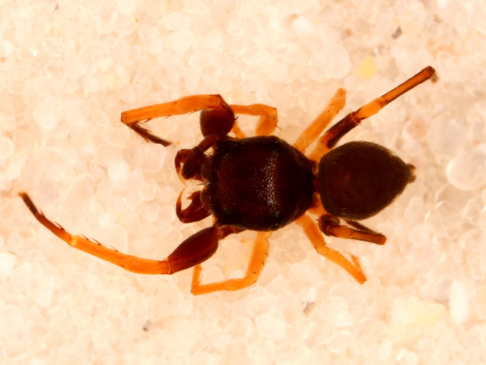 Zygoballus optatus holotype dorsal