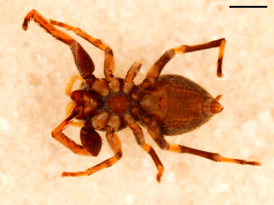 Zygoballus optatus allotype ventral with scale