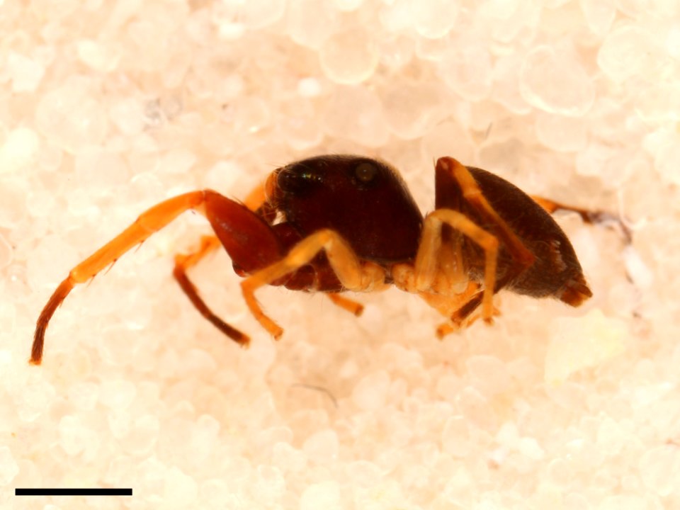Zygoballus optatus holotype lateral with scale