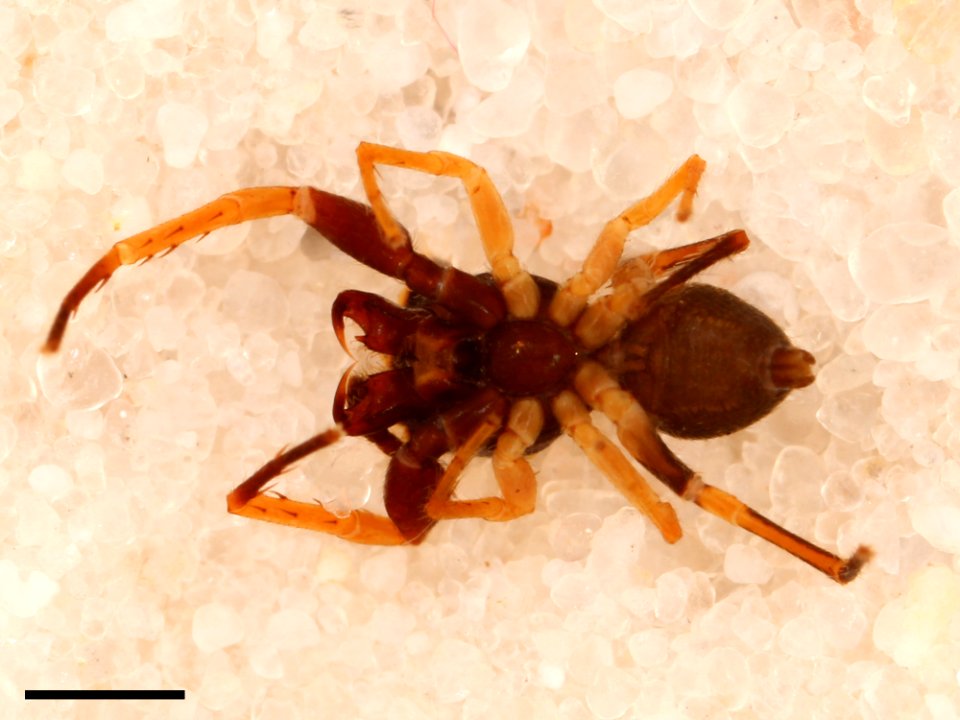 Zygoballus optatus holotype ventral with scale