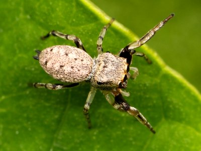 Zygoballus rufipes female (Rufus 2) 02