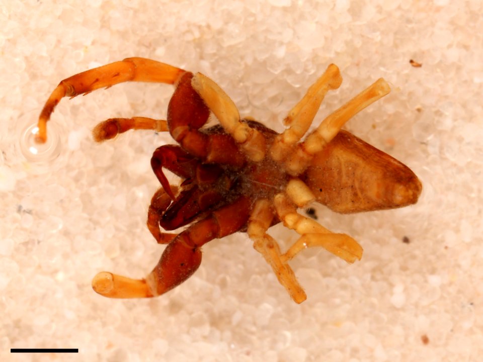 Zygoballus remotus holotype ventral with scale