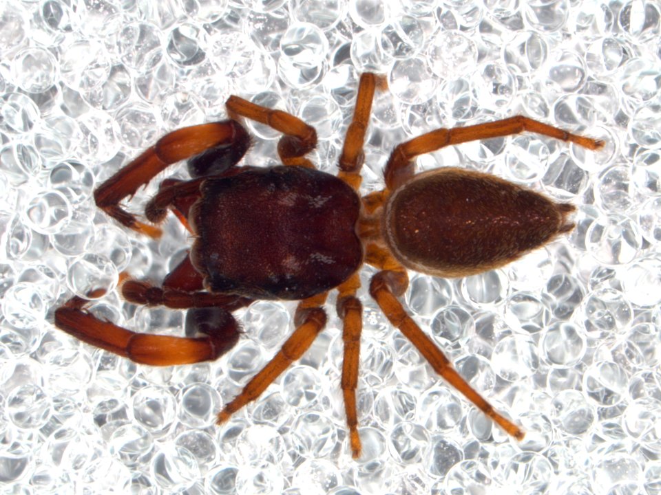 Zygoballus remotus Belize dorsal