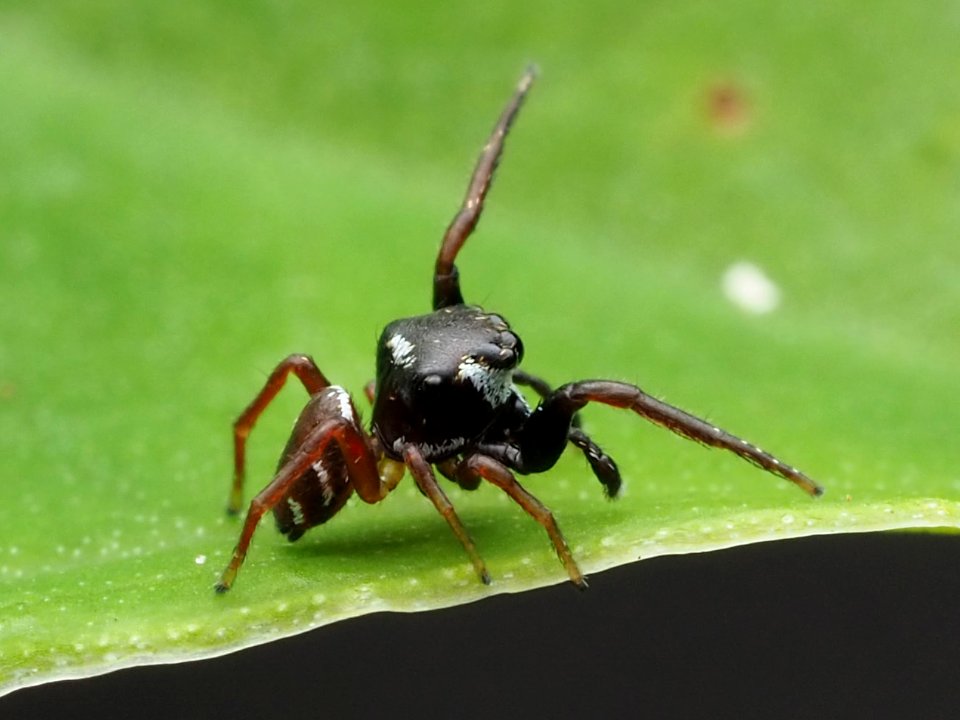 Zygoballus sexpunctatus 110464359