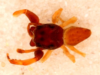 Zygoballus remotus holotype dorsal