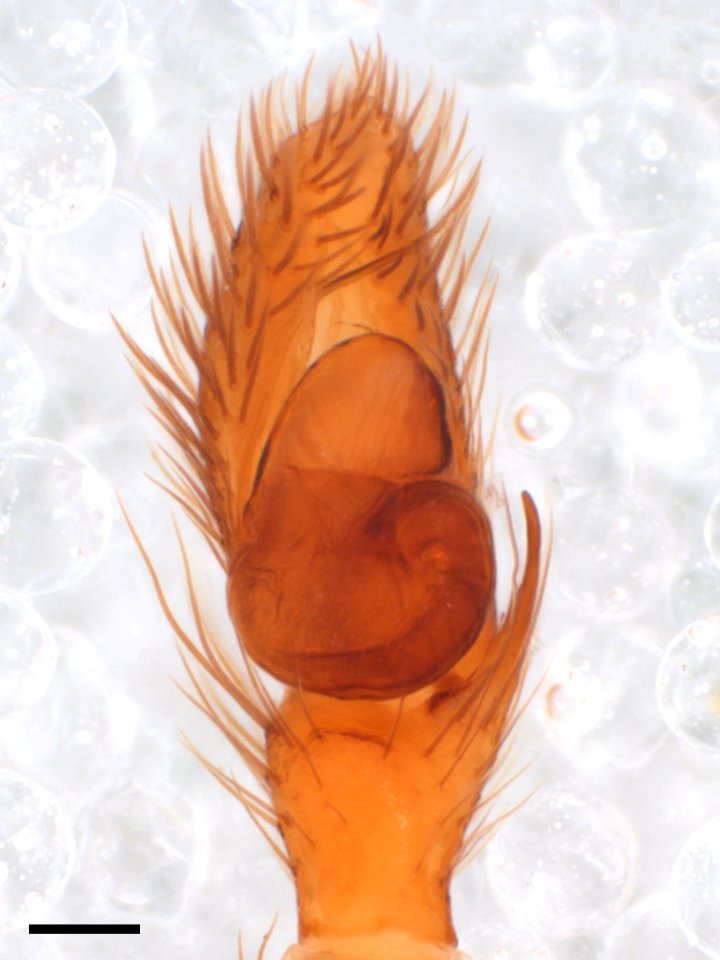 Zygoballus rufipes pedipalp Warrensburg Missouri with scale