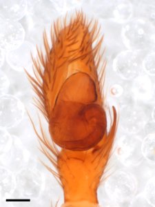 Zygoballus rufipes pedipalp Warrensburg Missouri with scale