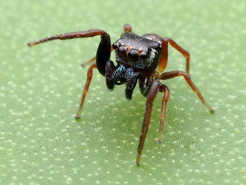 Zygoballus sexpunctatus 110463647