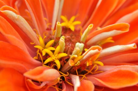 Nature close up orange photo