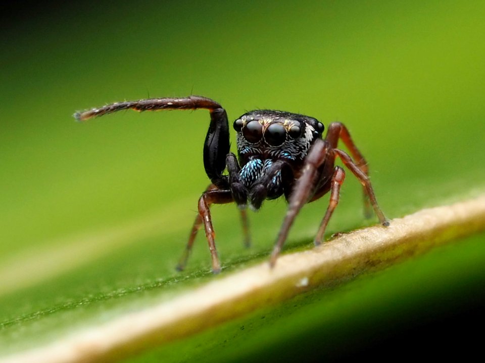Zygoballus sexpunctatus 110343969
