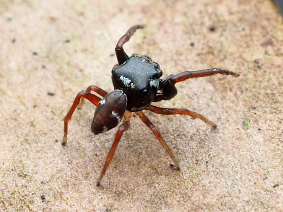 Zygoballus sexpunctatus 110344018