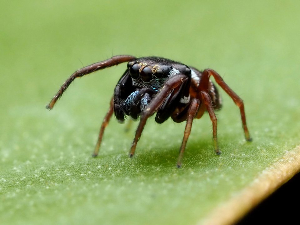 Zygoballus sexpunctatus 110463680