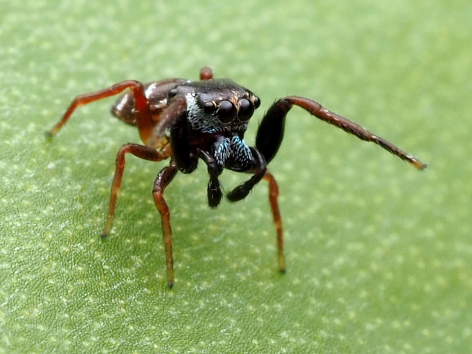 Zygoballus sexpunctatus 110464226