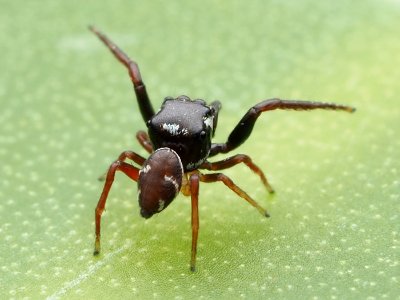 Zygoballus sexpunctatus 110464060