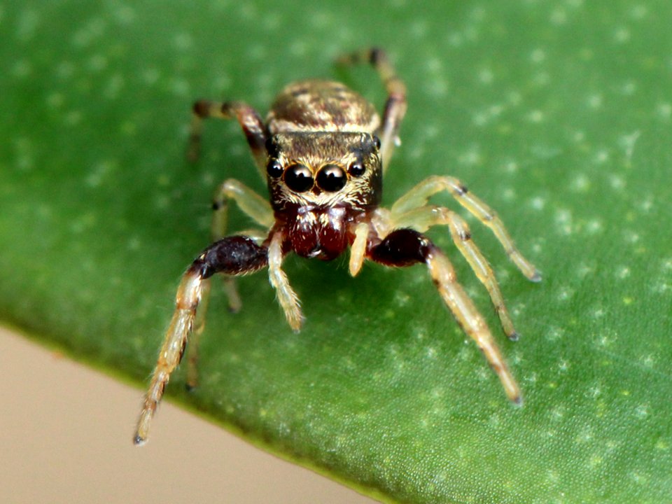 Zygoballus rufipes female 02