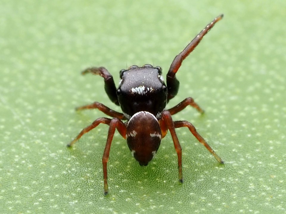 Zygoballus sexpunctatus 110462494