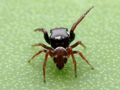 Zygoballus sexpunctatus 110462494