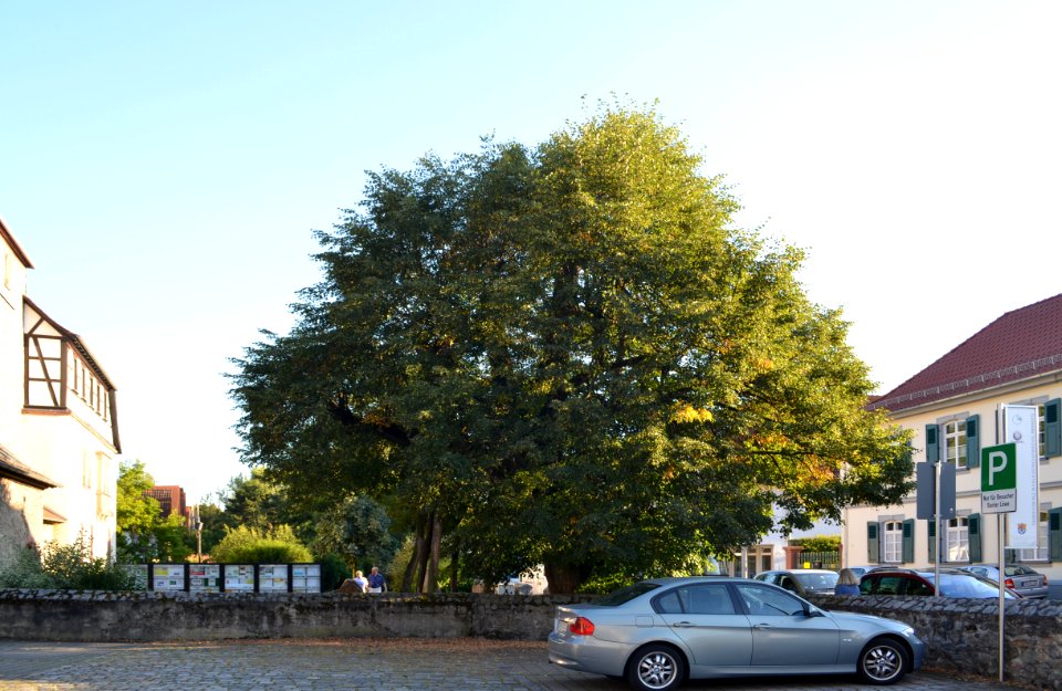 Zwingenberg, Linde im Garten des Schlößchens (1)