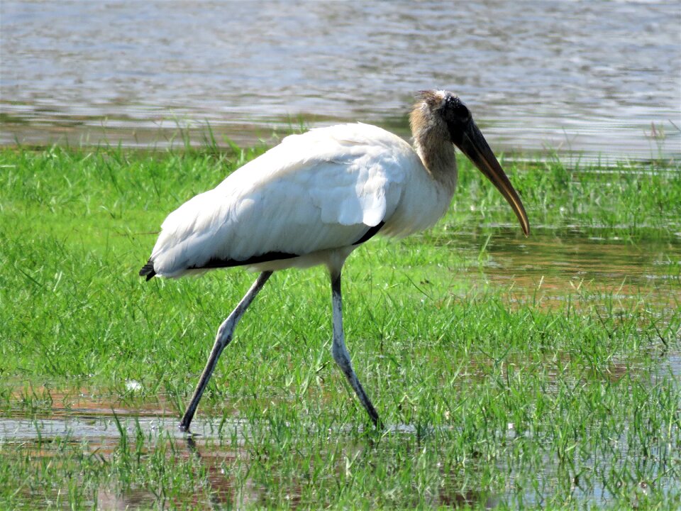 Birding bird green walking