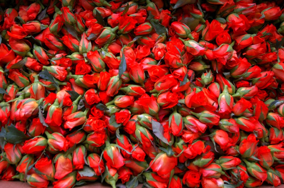 Carpets of flowers red rosa