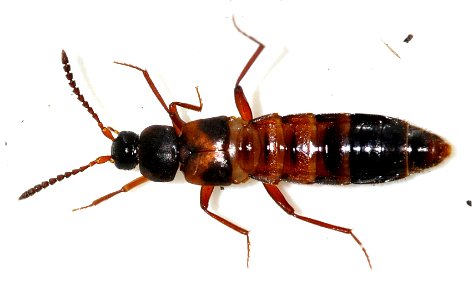 Zyras-humeralis-01-fws