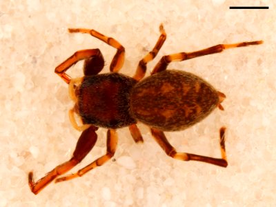 Zygoballus optatus allotype dorsal with scale