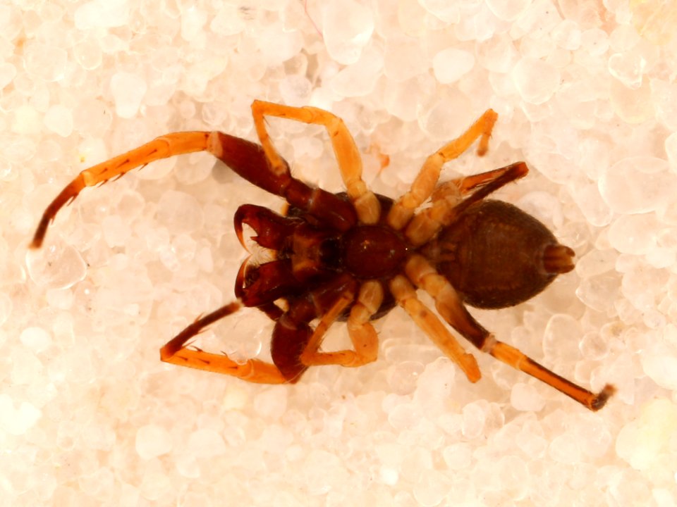 Zygoballus optatus holotype ventral