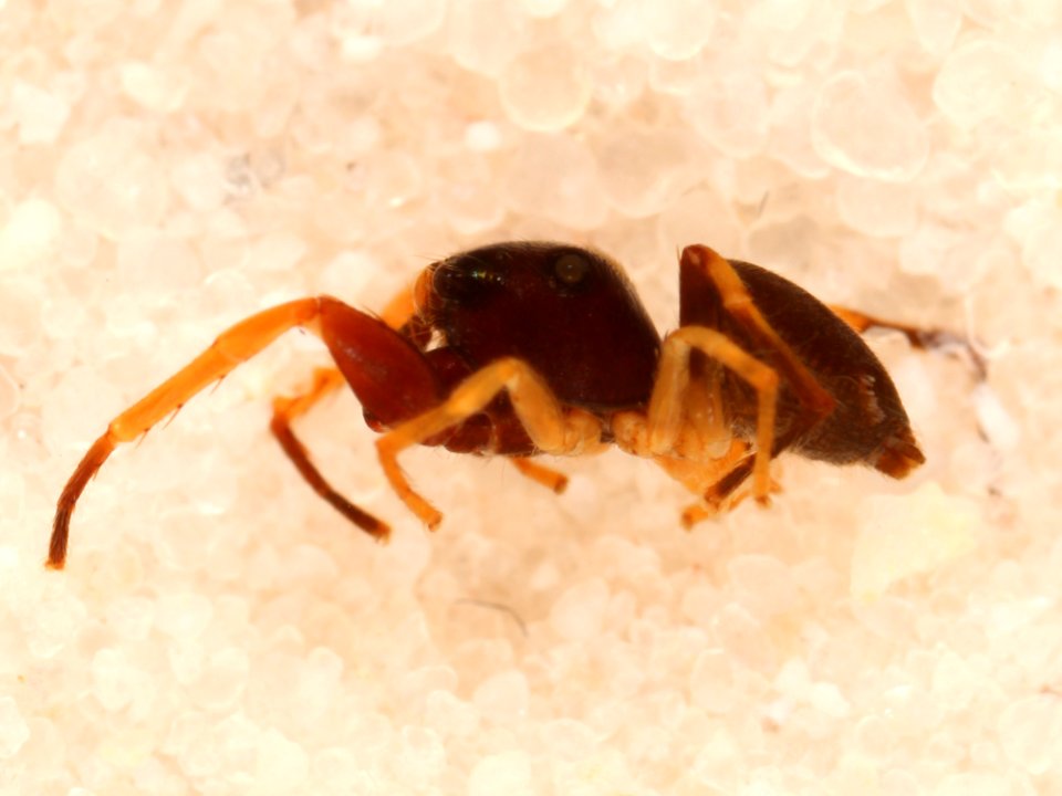 Zygoballus optatus holotype lateral