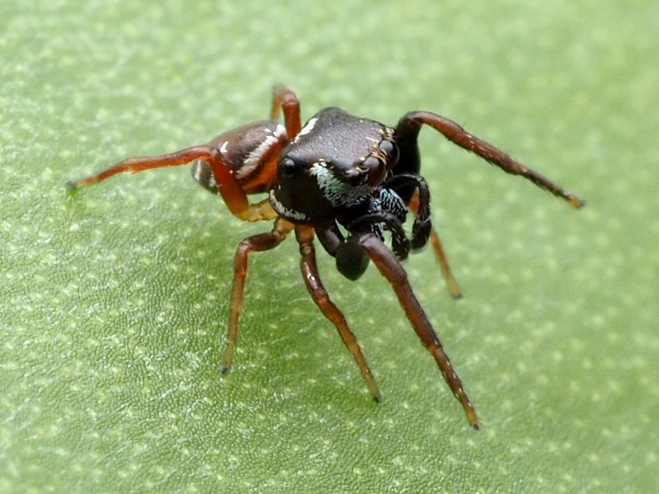 Zygoballus sexpunctatus 110464262