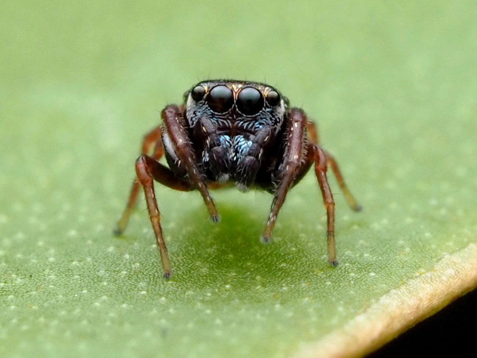 Zygoballus sexpunctatus 110465636